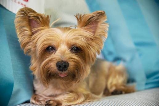 Caso clínico: Masa mural duodenal proximal que causa obstrucción biliar extrahepática y cambios pancreáticos reactivos en un perro