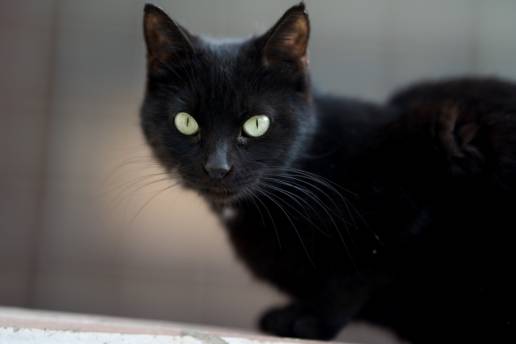 Terrassa sostiene la prohibición de adoptar gatos negros por Halloween