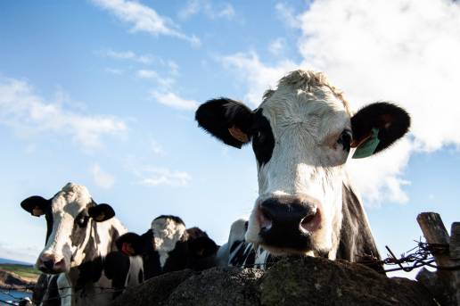 Los nanotubos de túnel proporcionan una nueva ruta para la propagación del virus de la diarrea viral bovina