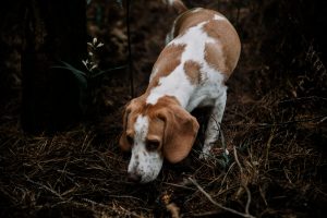 Podemos y Alianza Verde presentan una Proposición de Ley para incluir a los perros de caza en la Ley de Bienestar Animal