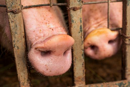 El comportamiento cinético de la matrina en la luz intestinal del cerdo después de la administración oral y su modelado farmacocinético basado en la fisiología
