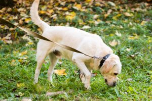 El Ayuntamiento de Valladolid controlará de forma expresa que los dueños de perros lleven líquido para limpiar orines