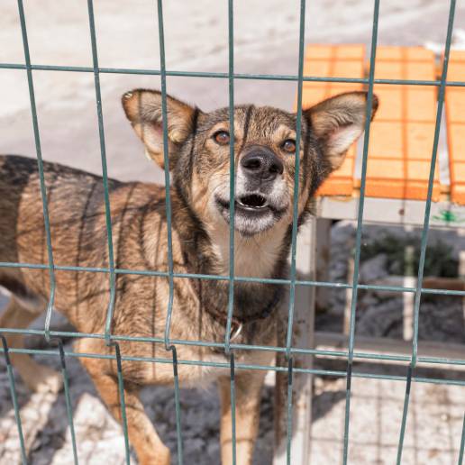 La Protectora Huellas no opta al servicio municipal de animales abandonados de Ávila por 