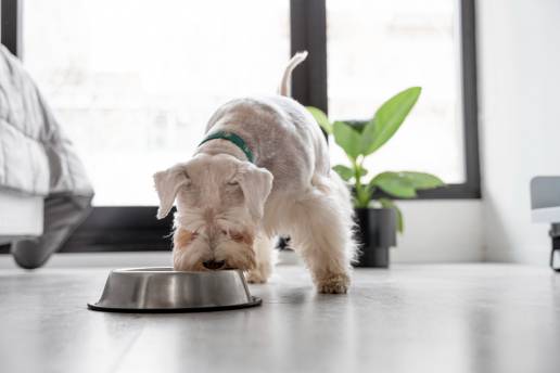 Preferencias individuales por cuencos de agua perfumados en perros