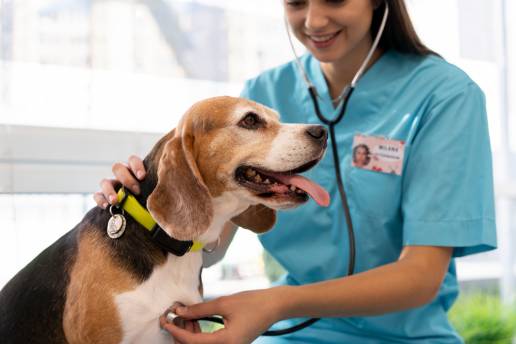 Aplicabilidad de un simulador de próstata canino (PROSIM-DOG) en consultas clínicas veterinarias