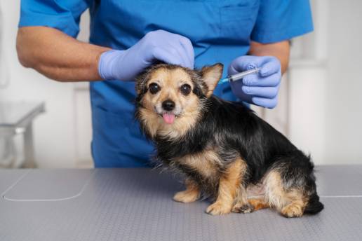 Caso clínico: Pólipo cervical hiperplásico con diferenciación lipomatosa en un perro
