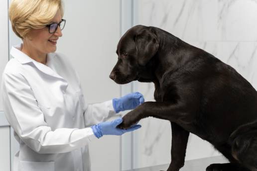 Caso clínico: Flebitis inducida por quimioterapia en un perro: enfoque diagnóstico y estrategias de manejo