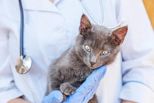 Comparación de los hallazgos pre e intraoperatorios en 35 gatos y 60 perros que presentaban signos gastrointestinales