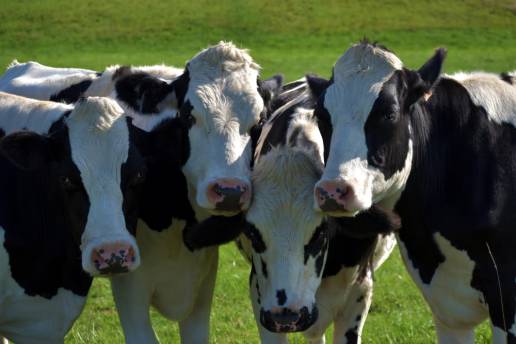 La L-citrulina y la L-arginina mejoran el rendimiento reproductivo en vacas primíparas y multíparas a través de distintas vías metabólicas compartidas y el metabolismo de la pirimidina