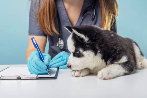 Las mediciones objetivas del grosor de los pliegues cutáneos con un calibrador muestran una relación significativa con el porcentaje de grasa corporal total en perros