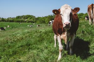Cesa a petición propia la jefe de Servicio de Sanidad Animal adscrito a la Dirección de Producción Agrícola
