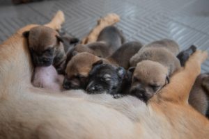 La RSCE propone una nueva regulación de los Núcleos Zoológicos que distinga  entre criadores familiares y profesionales para evitar la cría clandestina