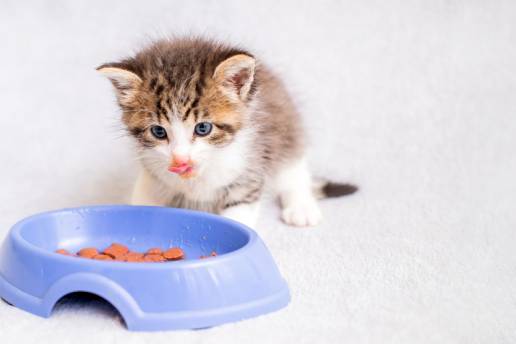 Nutrición del gatito