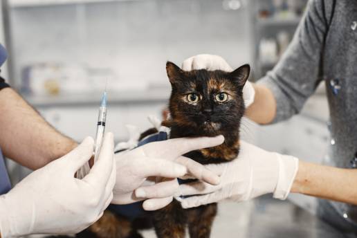 Evaluación de fármacos clínicamente relevantes como sustratos de glicoproteína P felina