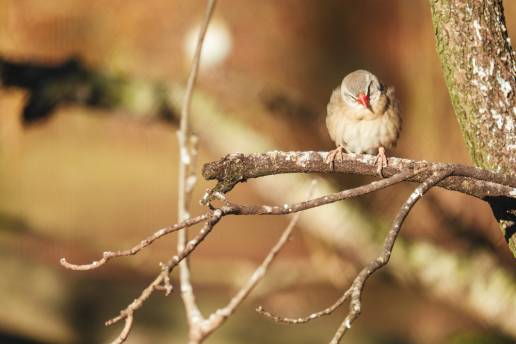 Aves de todo el mundo emiten un mismo quejido en respuesta a amenazas