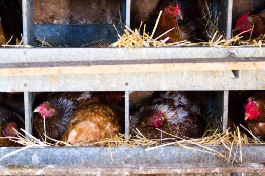 La nueva asociación de extractos de cardo mariano y alcachofa mejora la calidad del huevo en gallinas ponedoras enjauladas