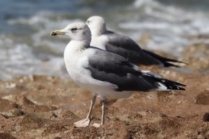 Cantabria confirma dos nuevos casos de gripe aviar en gaviotas recogidas en Laredo y Santoña