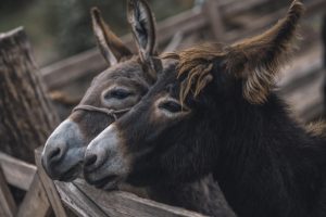 'Leioa contra el Maltrato Animal' pide eliminar las pruebas de arrastre de piedra con animales en el municipio
