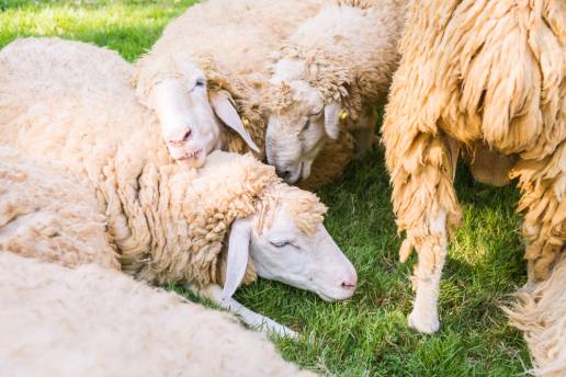 Primeros pasos en el desarrollo de un modelo de fractura de falange proximal ovina y defecto óseo: un estudio del bienestar animal y la curación ósea