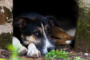 Una vecina de Santa Eulària lanza una recaudación de fondos para abrir una fundación para animales