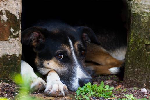 Una vecina de Santa Eulària lanza una recaudación de fondos para abrir una fundación para animales
