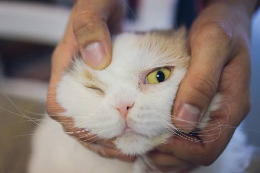 Esporotricosis conjuntival bilateral en un gato doméstico: reporte de un caso