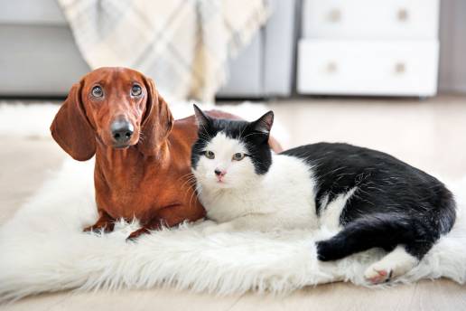 ERC reclama que la definición de violencia vicaria incluya a los animales como 