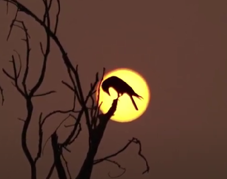 Los eclipses totales de sol provocan un 'amanecer' inesperado entre las aves