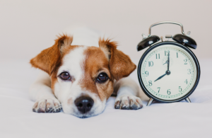 Cachorros, perros senior y enfermos, los que más sufren el cambio de hora