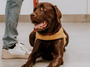 Los perros de asistencia en España: Un camino en expansión y con desigualdades regionales