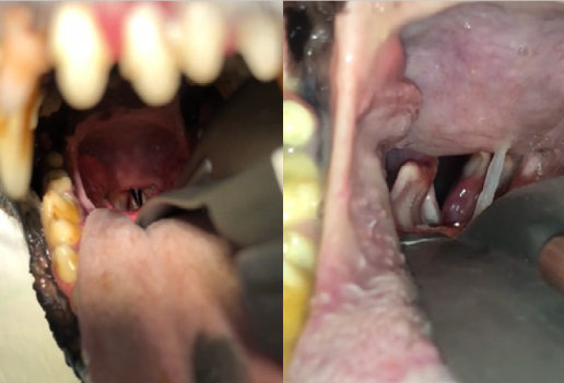 Caso clínico: Parálisis laríngea en el perro