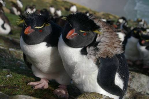 Fenómenos extremos ponen en riesgo a los pingüinos del hemisferio sur