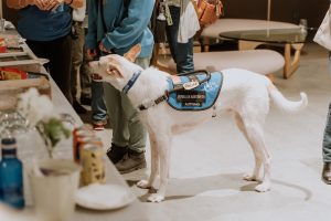 Elanco participa en la II Jornada Nacional Perros de Ayuda Social para impulsar el reconocimiento del sector y el bienestar animal