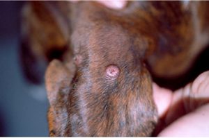 El Colegio de Veterinarios de Santa Cruz de Tenerife organiza una sesión informativa sobre la posible existencia de leishmaniosis canina autóctona en Canarias