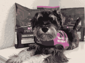 Nestlé Purina y CANEM Perros de Alerta se alían para mejorar la calidad de vida de personas con epilepsia y diabetes tipo 1 en España