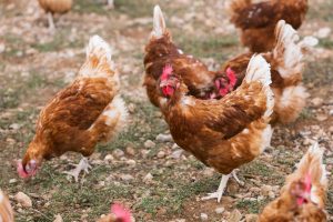 La Influenza Aviar obliga a sacrificar 102.000 gallinas en dos explotaciones de la provincia de Valladolid