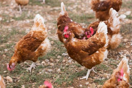 La Influenza Aviar obliga a sacrificar 102.000 gallinas en dos explotaciones de la provincia de Valladolid