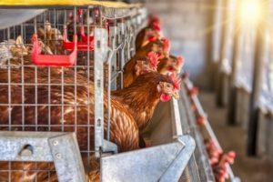 La Comunidad activa el protocolo por un foco de gripe aviar en una explotación en Valdemoro con 450.000 gallinas