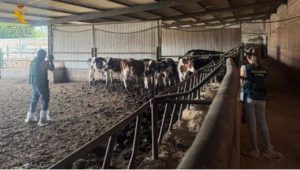 Hallan cadáveres de animales en descomposición junto a otros vivos en una granja de la Overuela (Valladolid)