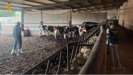 Hallan cadáveres de animales en descomposición junto a otros vivos en una granja de la Overuela (Valladolid)