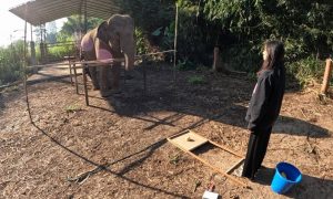 Los elefantes reconocen la atención visual de los humanos