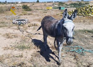La Guardia Civil detecta irregularidades en una finca de caballos de Torre Pacheco