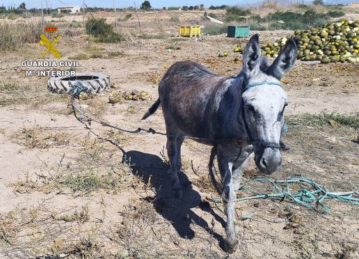 La Guardia Civil detecta irregularidades en una finca de caballos de Torre Pacheco