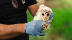 Barcelona vuelve a introducir la lechuza común en la montaña de Montjuïc