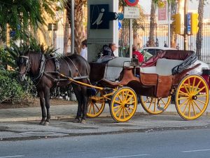 Pacma valora el fin definitivo de los coches de caballos en Málaga