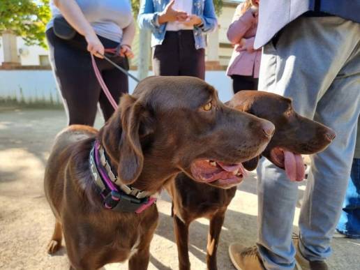 Un equipo con perros de terapia acompaña emocionalmente a personas con problemas de salud mental en Riba-roja