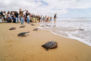 Sueltan 36 tortugas bobas en la playa de La Marina de Elche (Alicante) tras un año de cría vigilada en el Oceanogràfic
