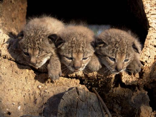 Ecologistas en Acción celebra la vuelta del lince ibérico a la sierra cordobesa y pide garantizar su viabilidad