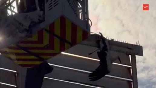 Bomberos rescatan una cigüeña que había quedado enganchada en un cartel publicitario en San Martín de la Vega