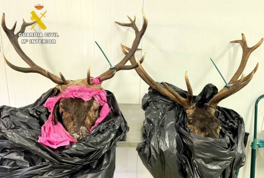 Denunciado por llevar dos cabezas de venado sin precinto cuando circulaba cerca de Potes